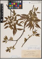 Foto von Salix fragilis L.